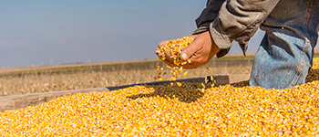 Agricultural Production & Services