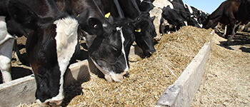 Feed & Grain Industry